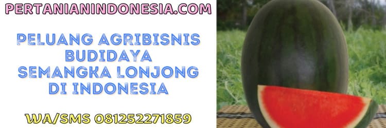 budidaya semangka,agribisnis,agrobisnis,buah semangka,tanaman semangka